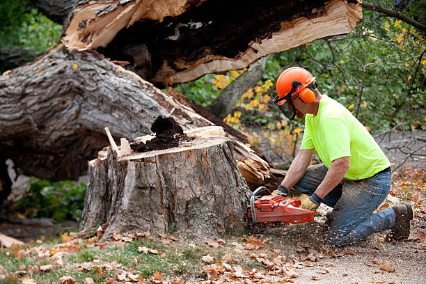 Best Tree Planting  in Jonesboro, IL