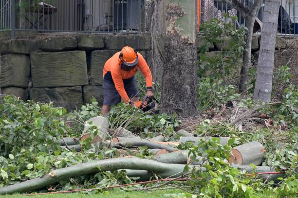 Best Emergency Tree Removal  in Jonesboro, IL