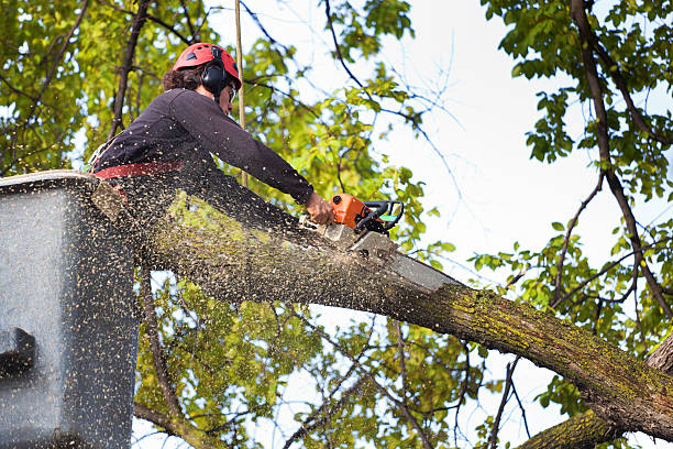 How Our Tree Care Process Works  in  Jonesboro, IL